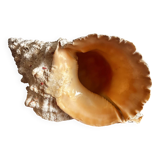 Ancient shell