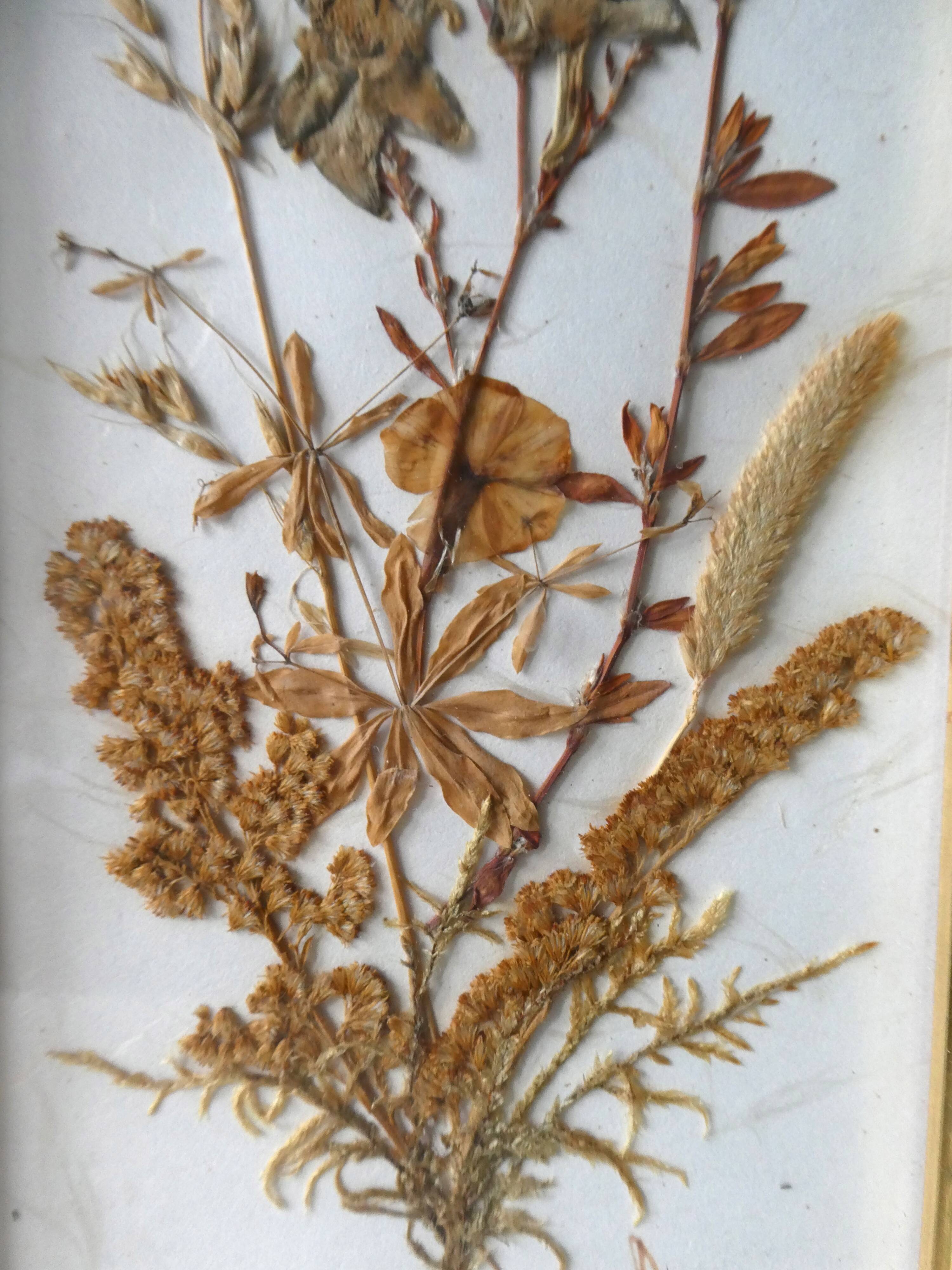 Pair of herbarium, flowers, butterfly