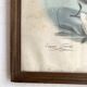 Large framed antique zoological engraving "The Washerwoman"