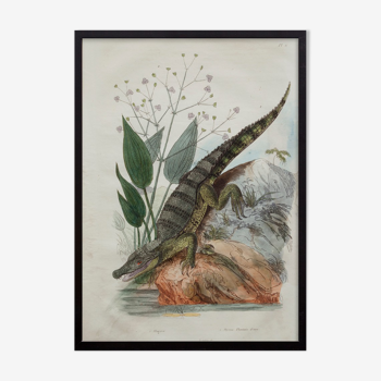 Lithographie gravure singe crocodile vintage - 1850
