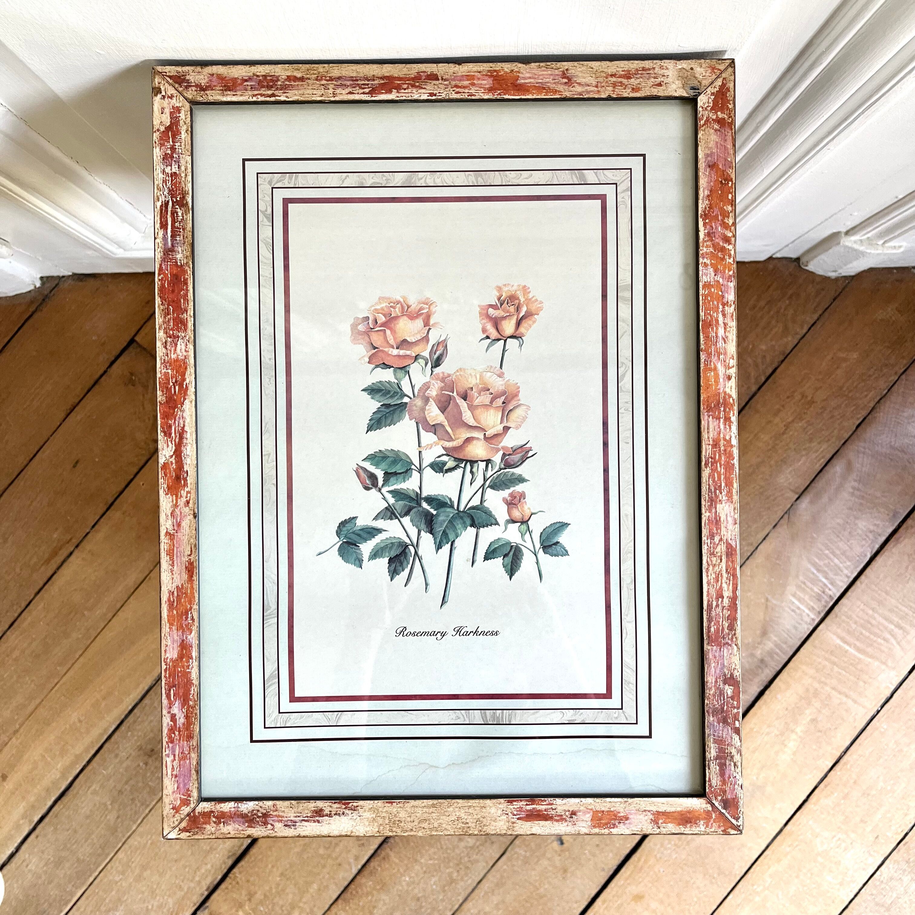 Botanical plate of roses under frame