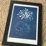 Cyanotype original a4 frameless flowers print