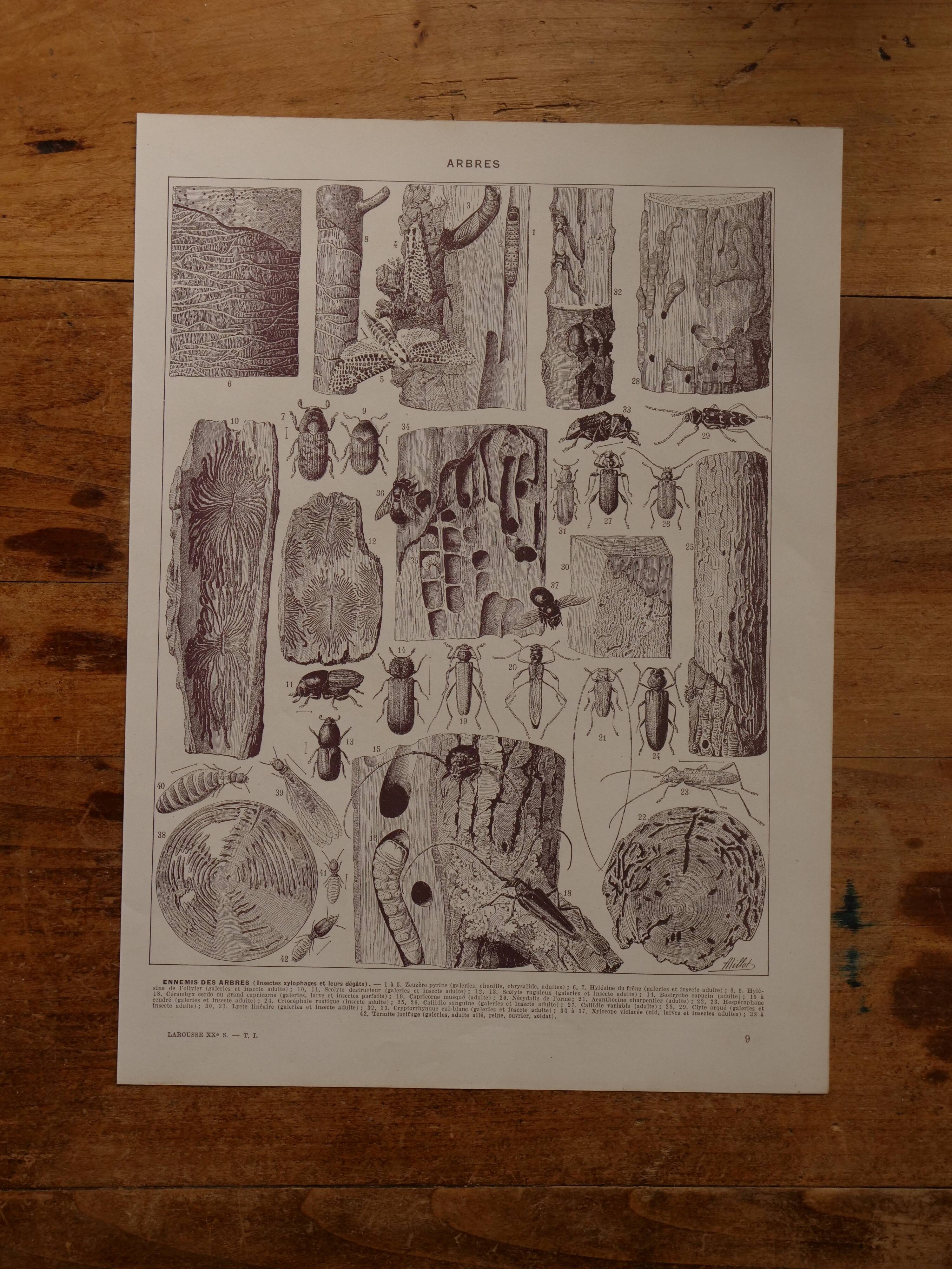 Original lithographs on trees