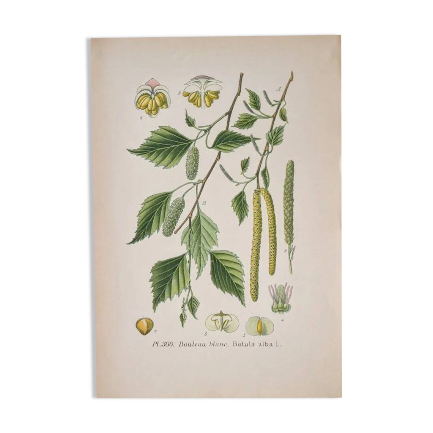 Botanical plates of White Birch