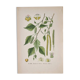 Botanical plates of White Birch