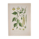 Botanical plates of White Birch