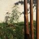 4 vintage wooden western chairs