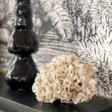 Corail ancien