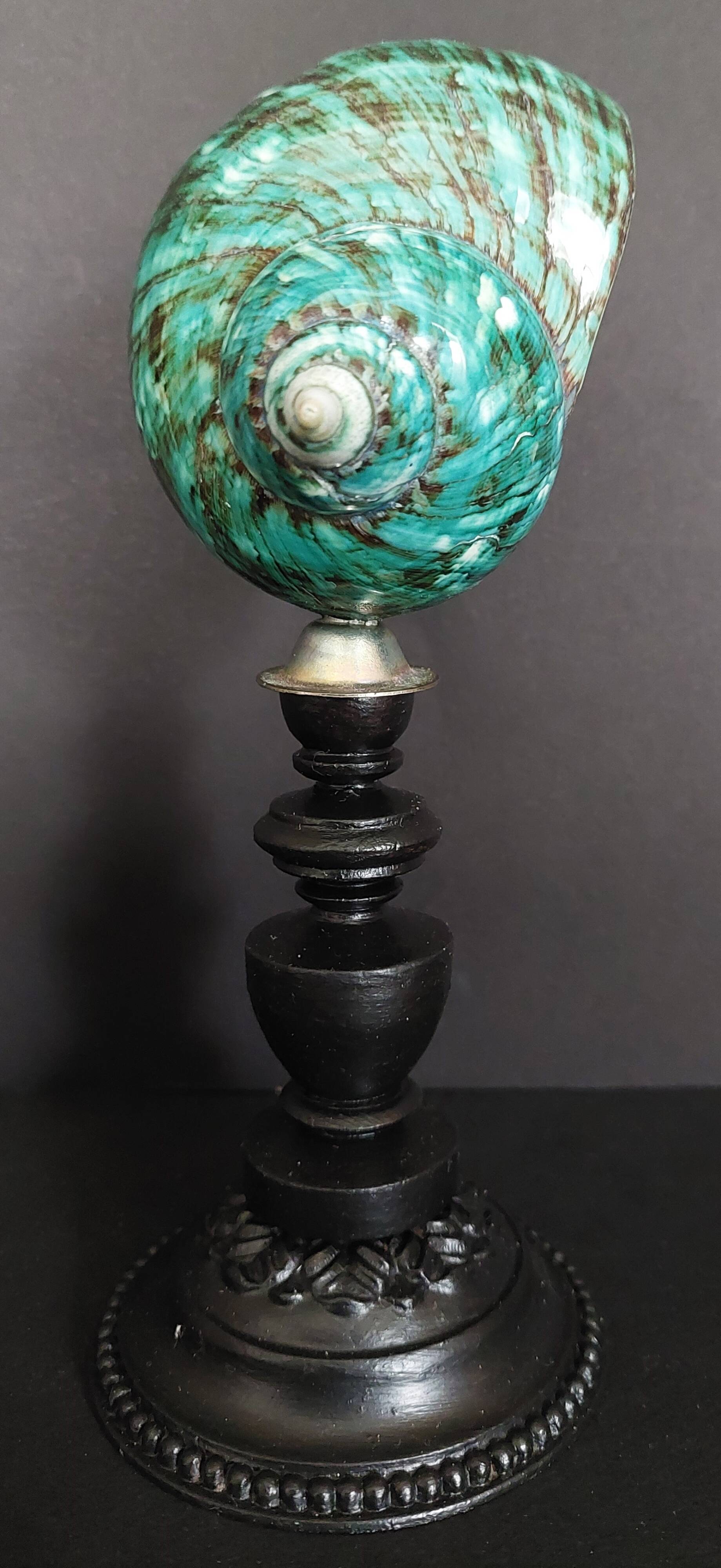 Cabinet of Curiosities turbo imperialis shell on base