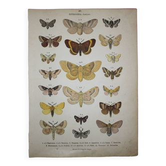 Old engraving of Butterflies - Lithograph from 1887 - Castrensis - Original illustration