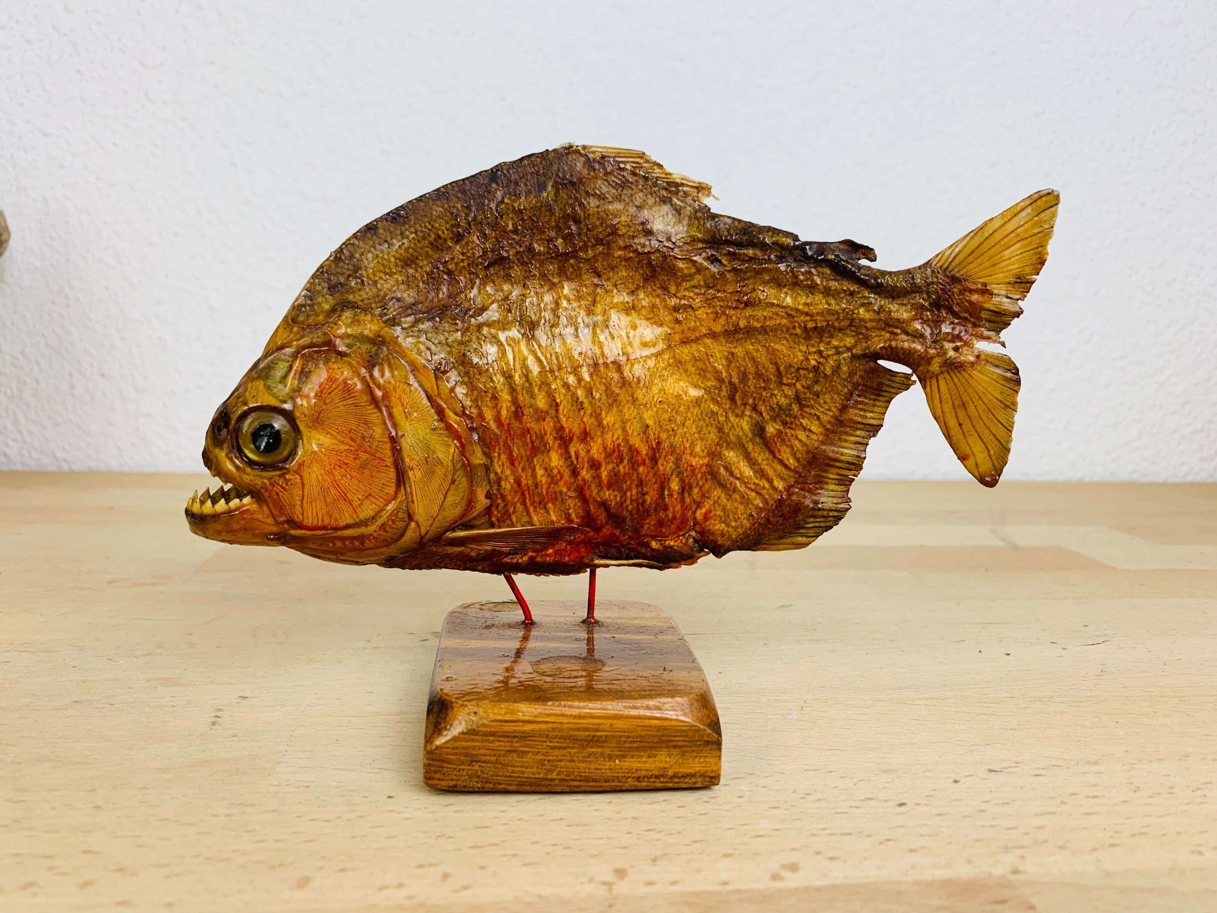 Piranha naturalized on base cabinet of curiosity