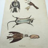 Old engraving from 1838 - Taxidermy - Pigeon and mouse - Hand-colored board of curiosities