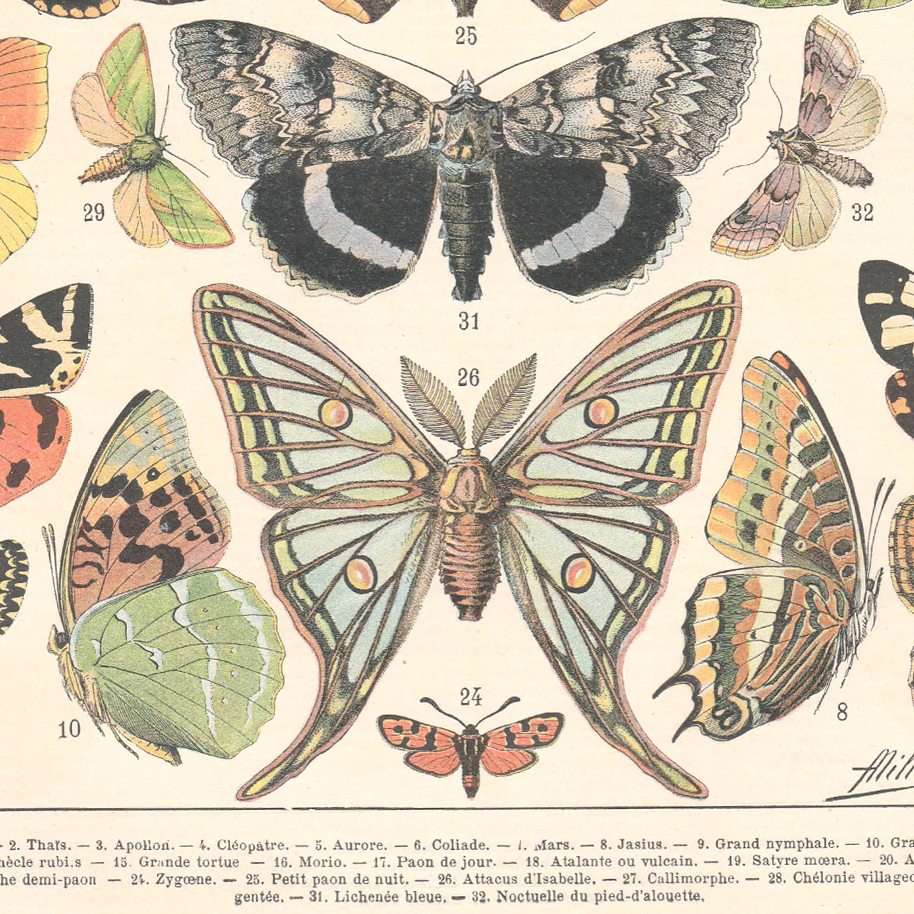 Lithograph plate butterflies of Europe 1900