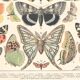 Lithograph plate butterflies of Europe 1900