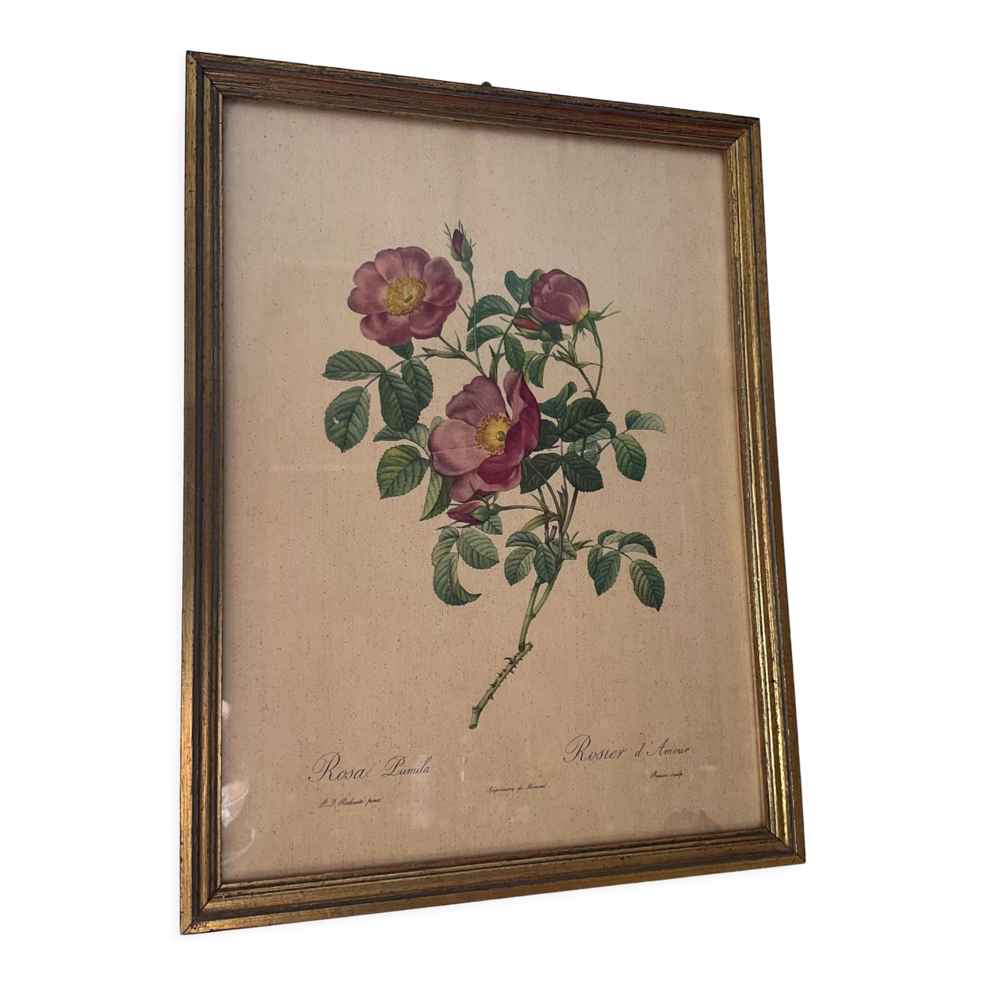 Vintage frame botanical illustration "Rosier d'amour" by Redouté
