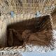 Old wicker moving trunk