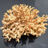 Ancient coral