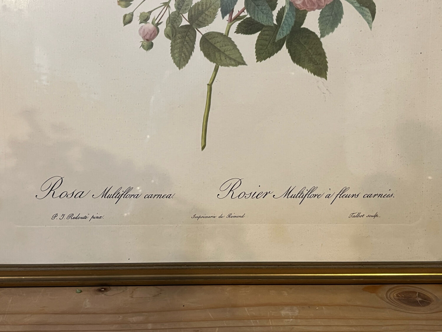 Set of 3 engravings of roses - P.J Redouté