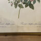 Set of 3 engravings of roses - P.J Redouté