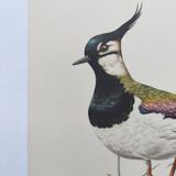 Planche vintage oiseaux année soixante - Vanneau Huppé - Illustration zoologie et ornithologique