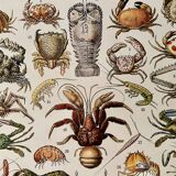 Lithograph on crustaceans - 1930