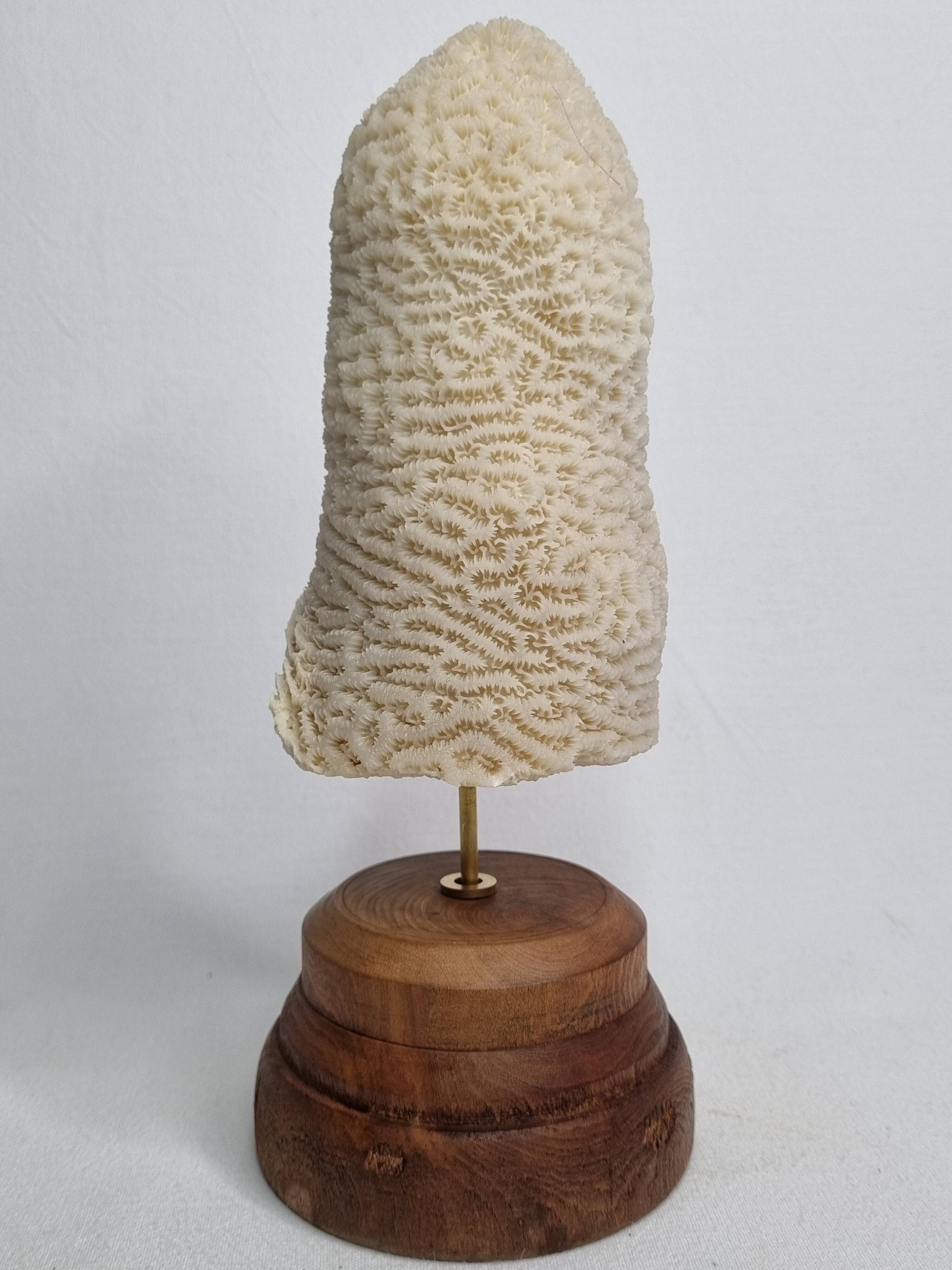 Old oblong coral on wooden base 24 cm