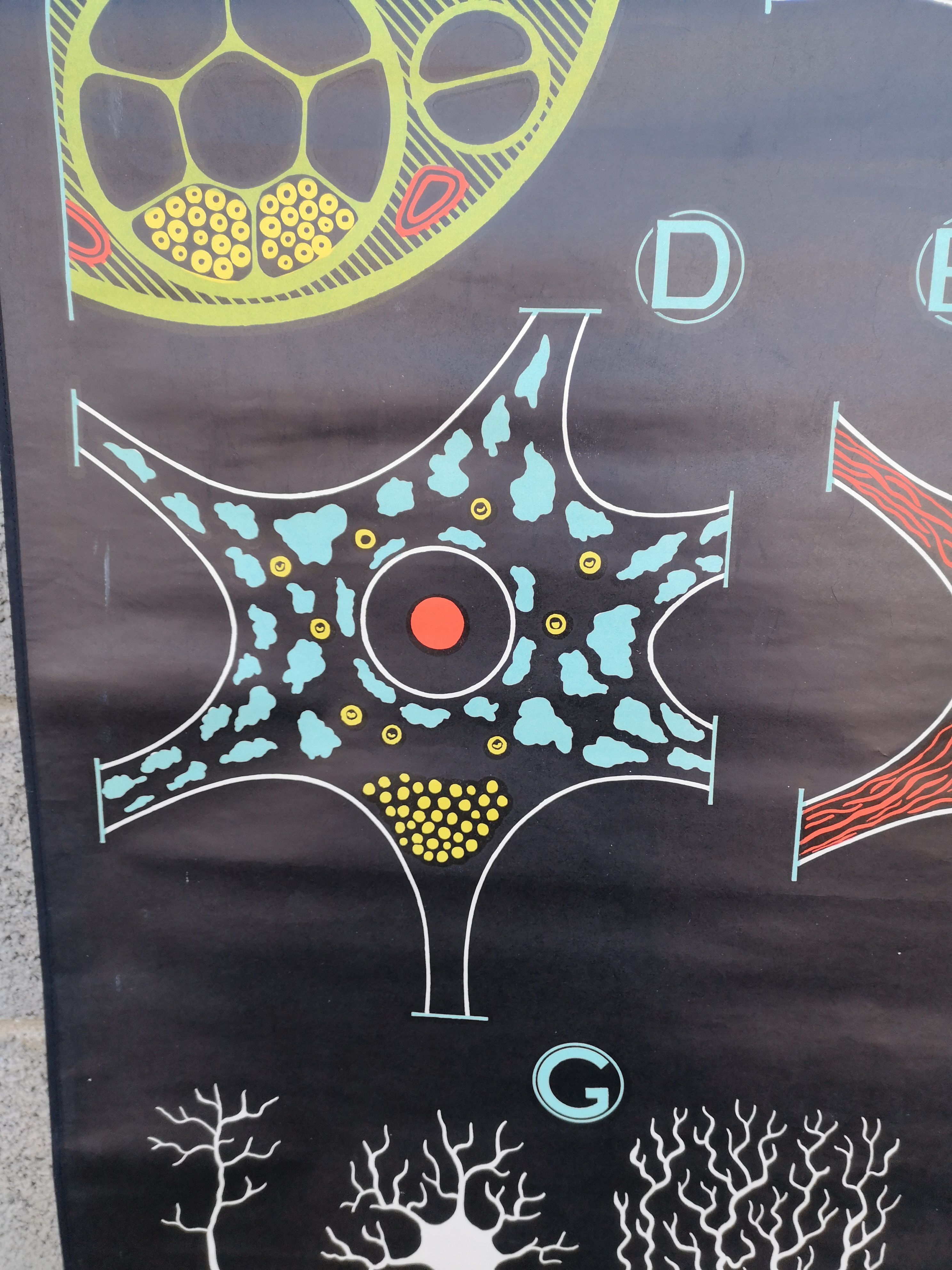 School poster of doctor Auzoux nerve tissue