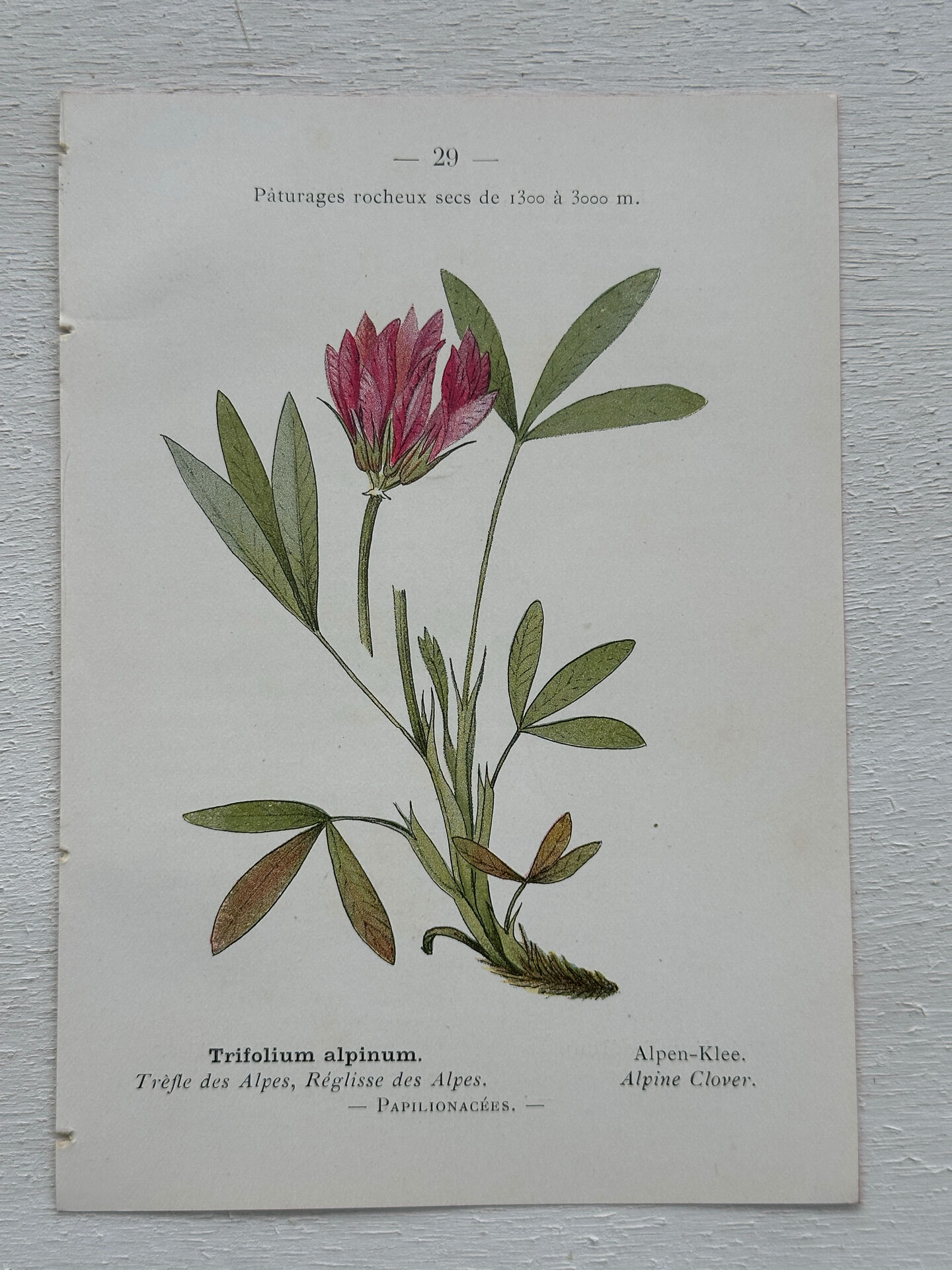 Botanical Plate 1800 Old Naturalist Engraving 19th Century Double-Sided