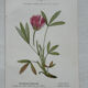Botanical Plate 1800 Old Naturalist Engraving 19th Century Double-Sided