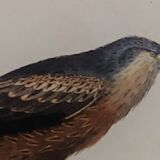 Ornithological board " buse - milan " buffon 1838