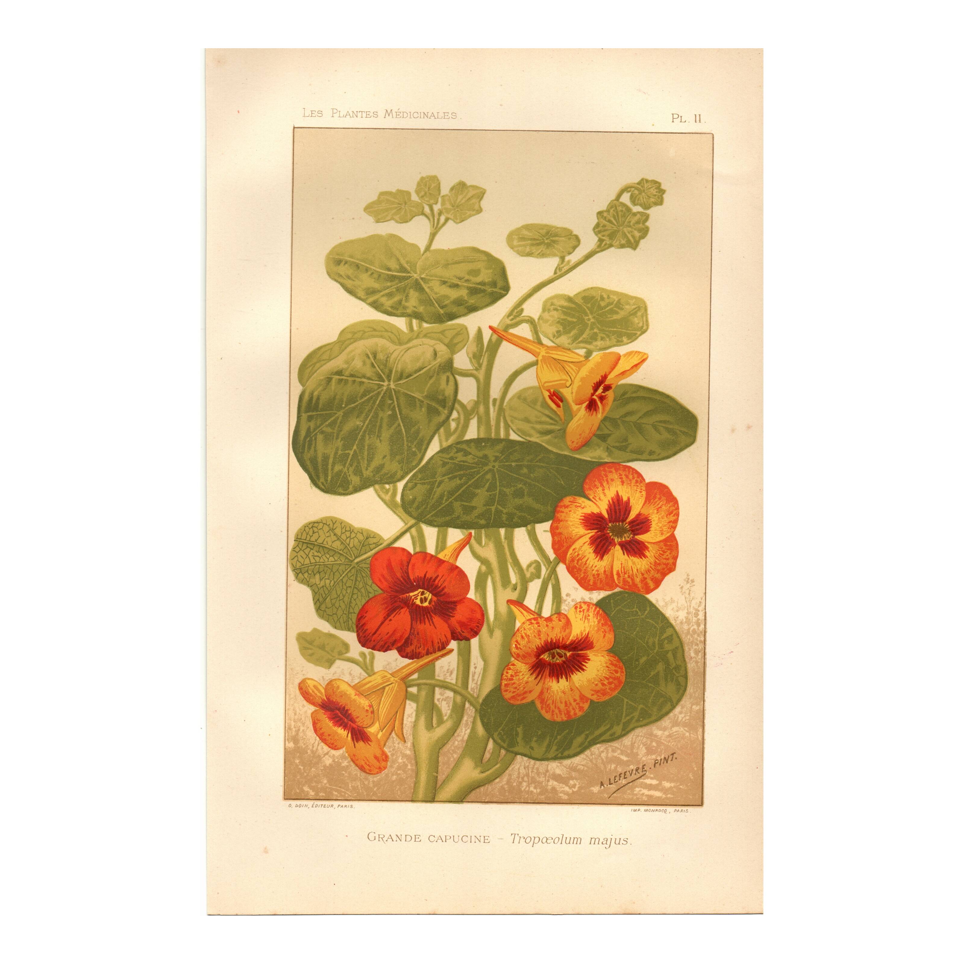 Antique print 1889 - Nasturtium by A. Lefevre - Vintage botanical engraving
