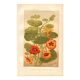 Antique print 1889 - Nasturtium by A. Lefevre - Vintage botanical engraving