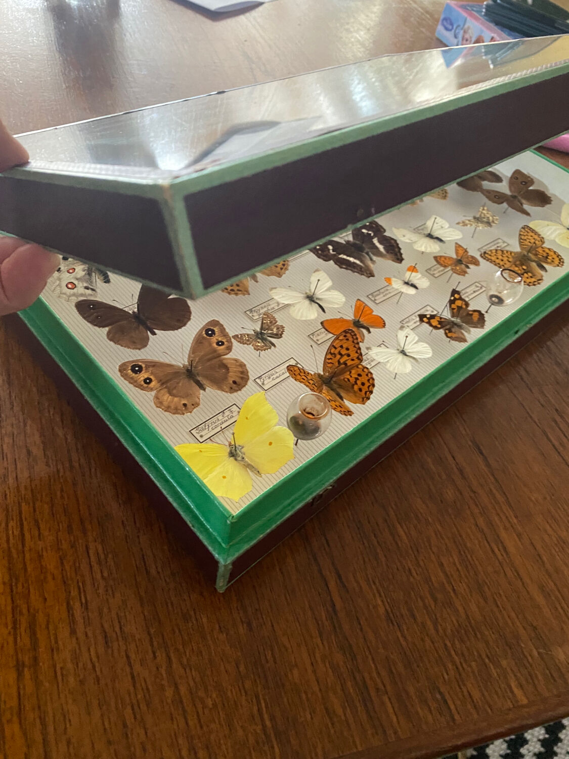 Entomology box of vintage stuffed butterflies
