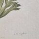 La Roche Laffitte (Born in 1943) - Watercolour drawing on silk - Anemone