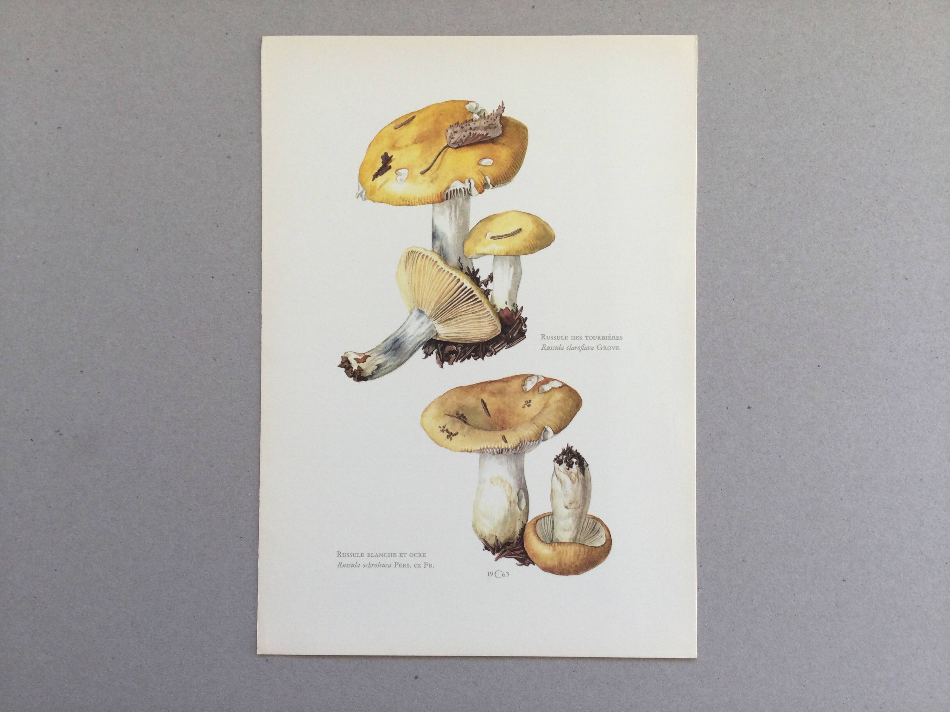 Botanical Illustration Mushroom White Russula Vintage Print 60s