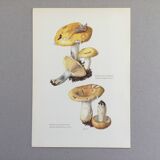 Illustration botanique Champignon Russule blanche Impression Vintage des années 60