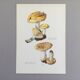 Botanical Illustration Mushroom White Russula Vintage Print 60s