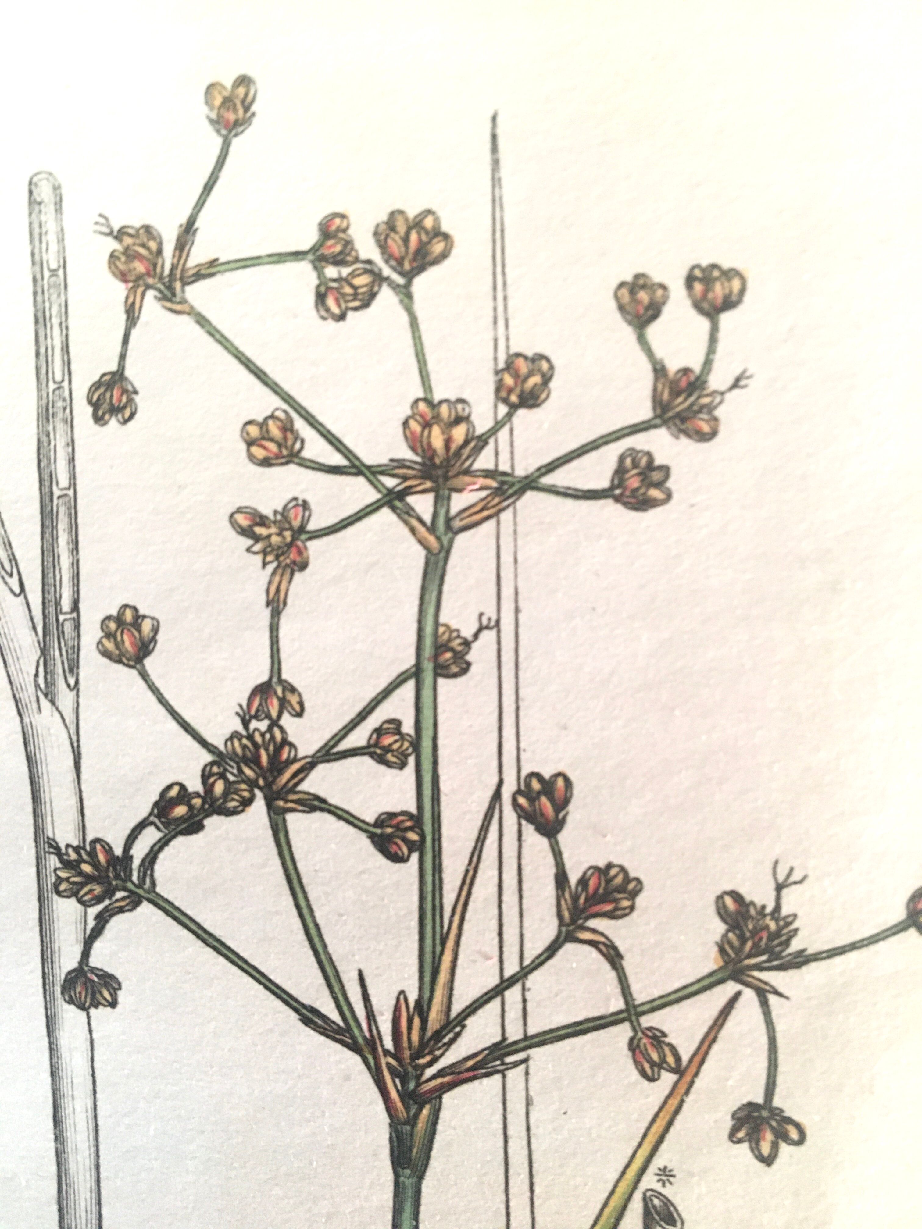 Three botanical plates published in 1809