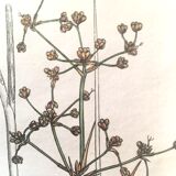 Three botanical plates published in 1809