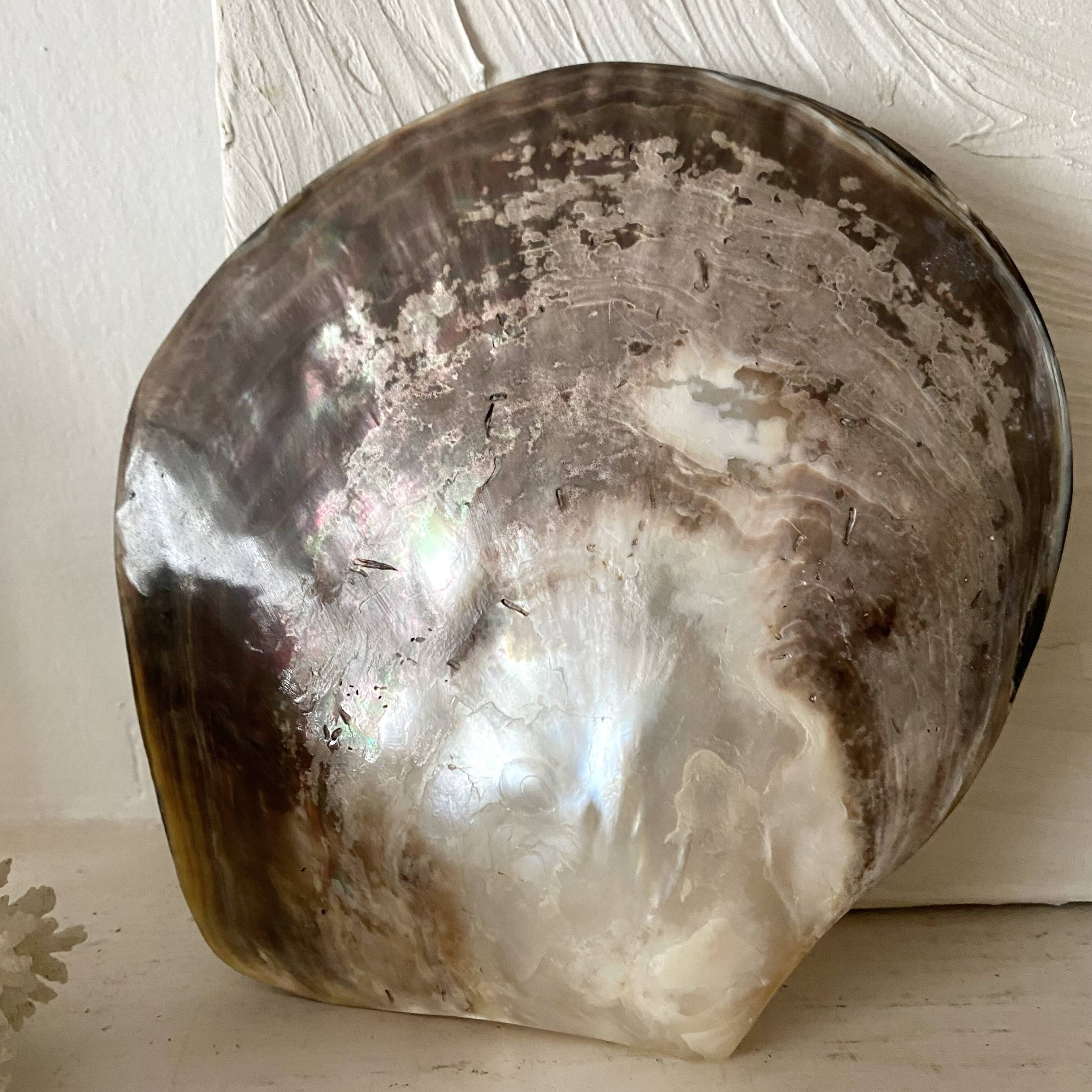 Oyster pearl catchall