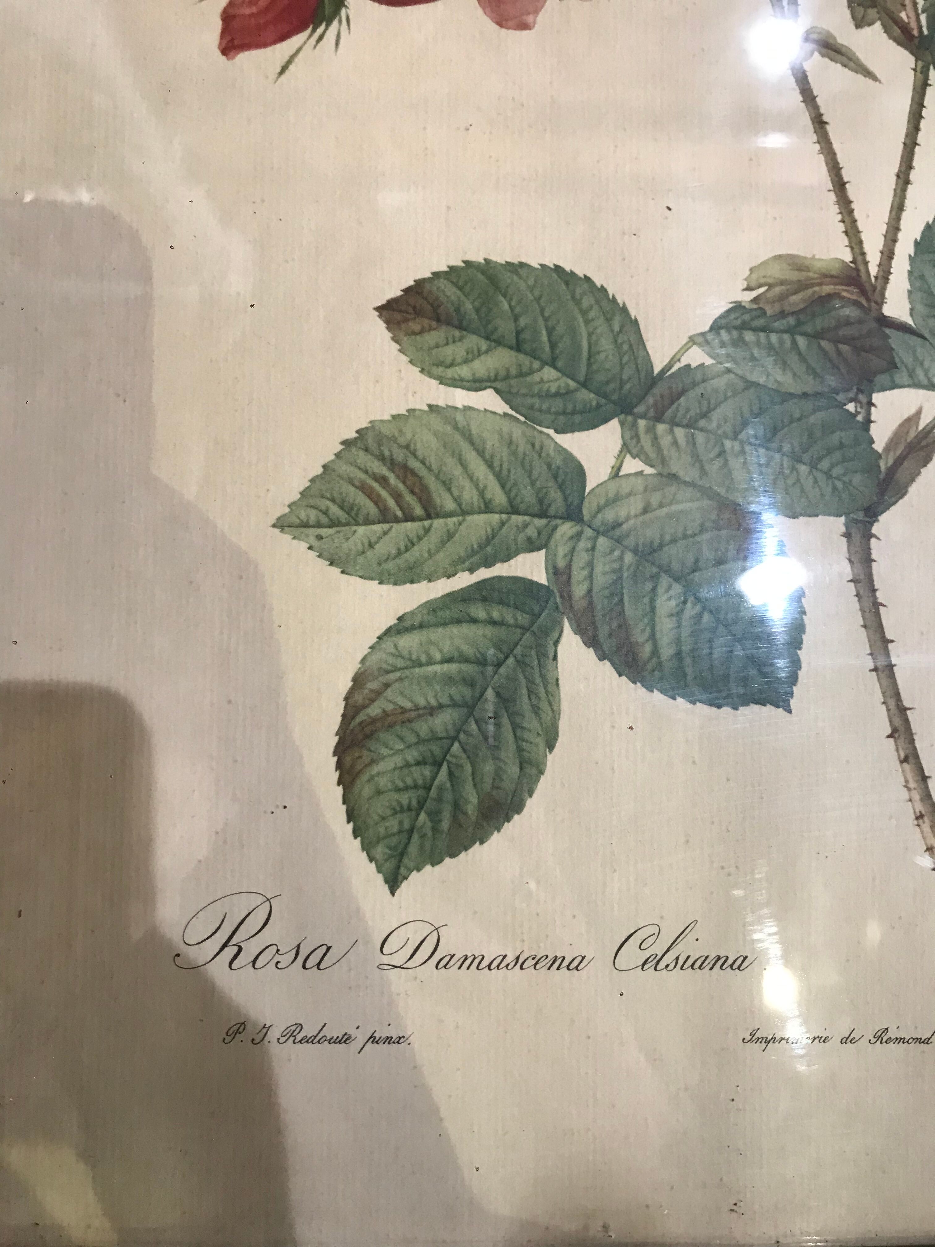 Rosa botanical illustration