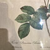 Rosa botanical illustration