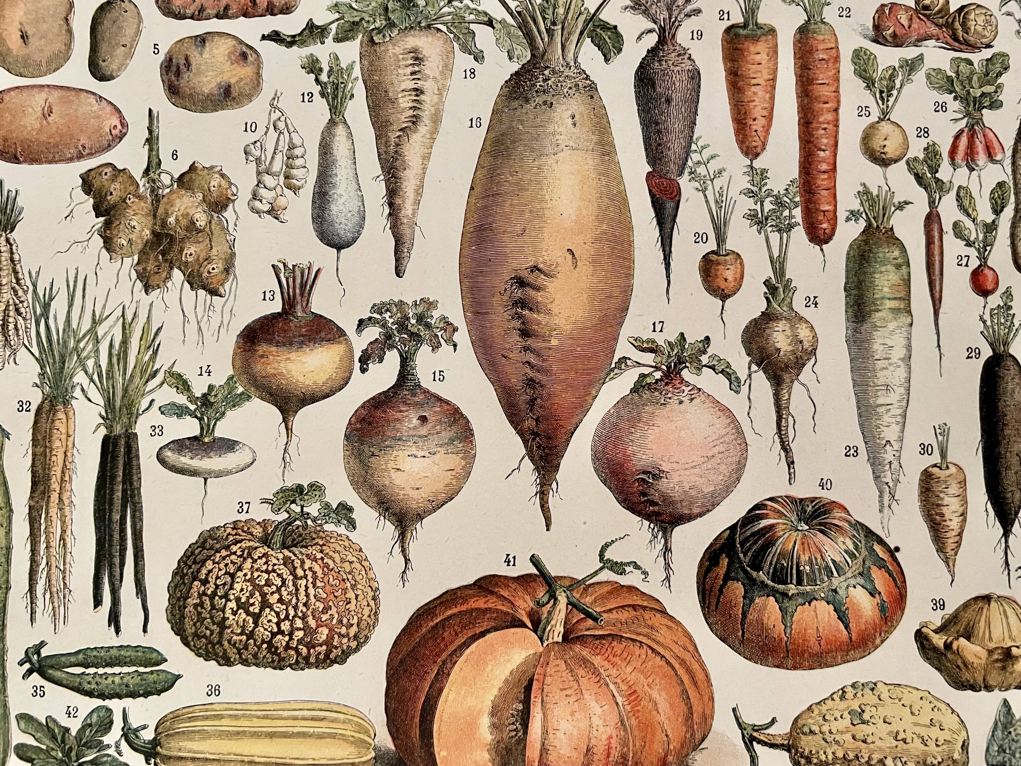 Lithographie sur les légumes et plantes potagères - 1920