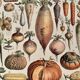 Lithographie sur les légumes et plantes potagères - 1920