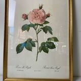 Botanical lithograph