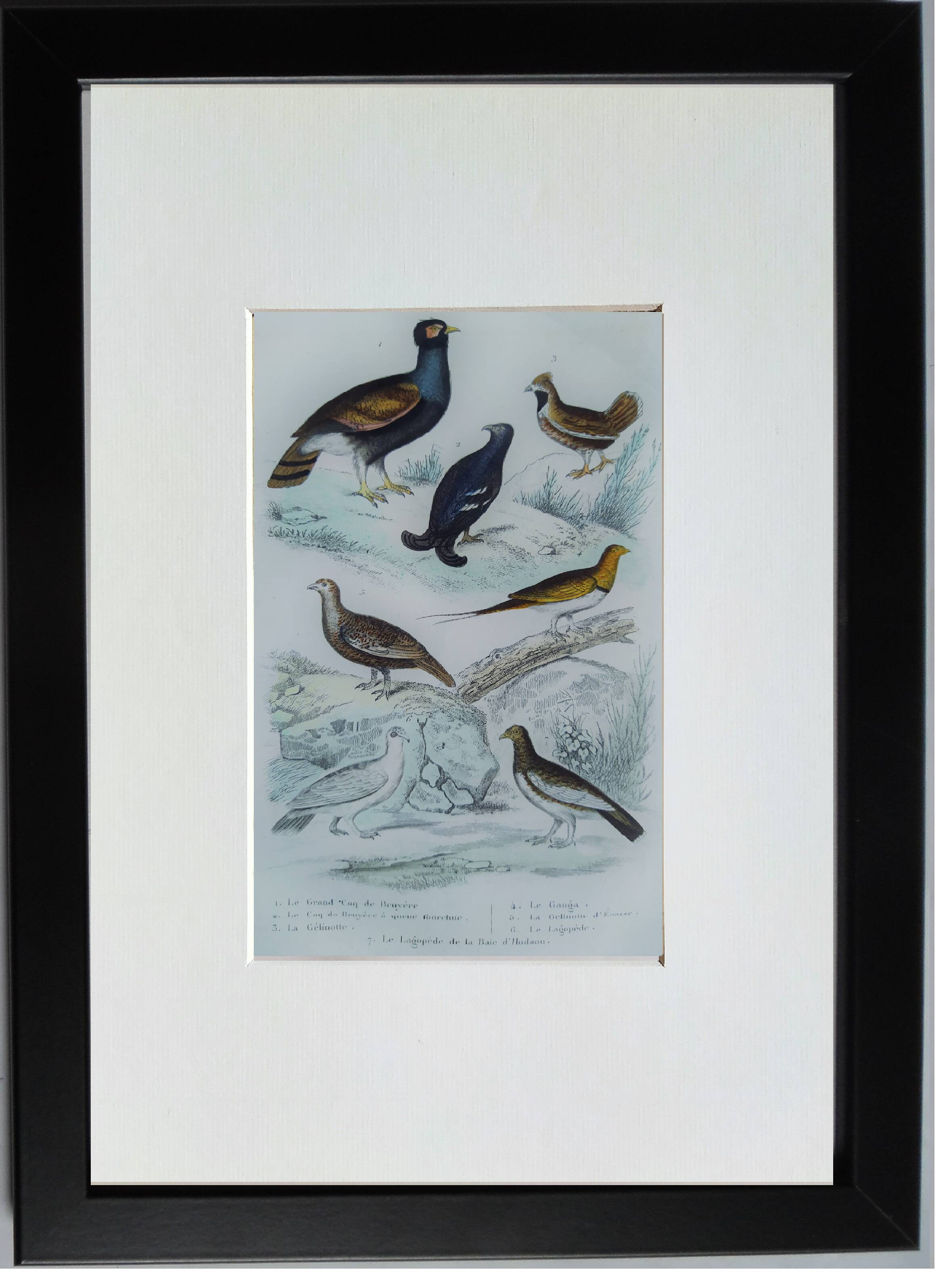 6 original ornithological plates "Buffon 1837"