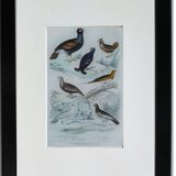 6 original ornithological plates "Buffon 1837"