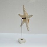 Cabinet of natural starfish curiosities on shell marble base