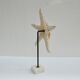 Cabinet of natural starfish curiosities on shell marble base