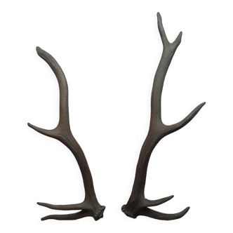 Deer antlers